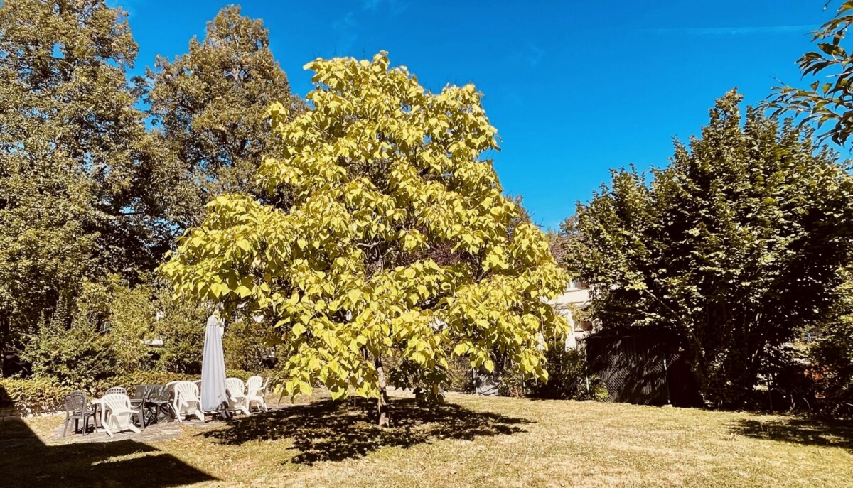 Ein sonnenbeschienener Hinterhof mit einem großen Baum in der Mitte, umgeben von grünem Gras, Terrassenstühlen, einem Sonnenschirm und hohen Bäumen im Hintergrund unter einem klaren blauen Himmel.